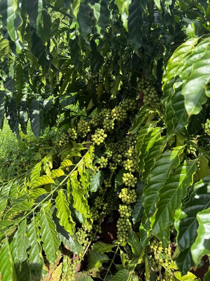 Đất nông nghiệp Đắk Wer 1ha3 giá 3.4 tỷ - Vị trí đắc địa, giao thông thuận lợi!