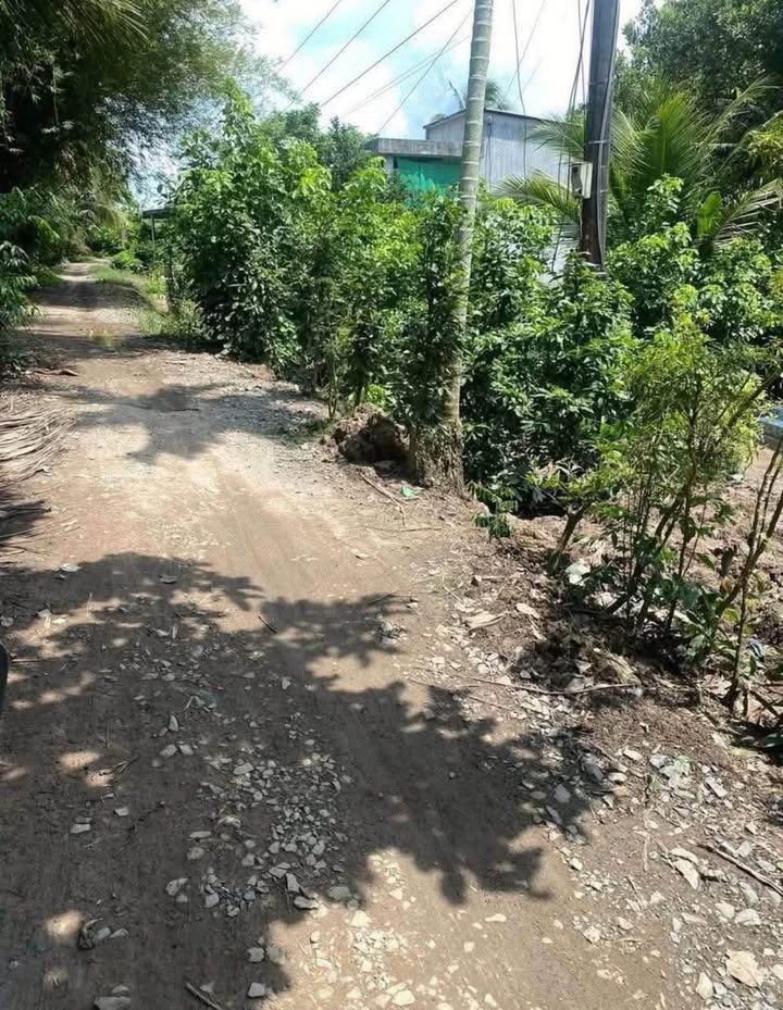 Đất nền xã Mỹ Thạnh Trung, huyện Tam Bình 3129m² giá 625.8 triệu - Cơ hội đầu tư hấp dẫn!