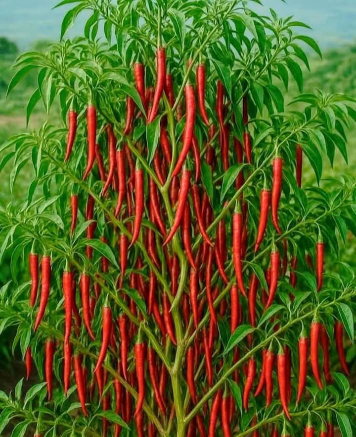 Đất nền mặt tiền tỉnh lộ 910, xã Mỹ Thuận, Vĩnh Long, 1000m² - Cơ hội đầu tư tuyệt vời!