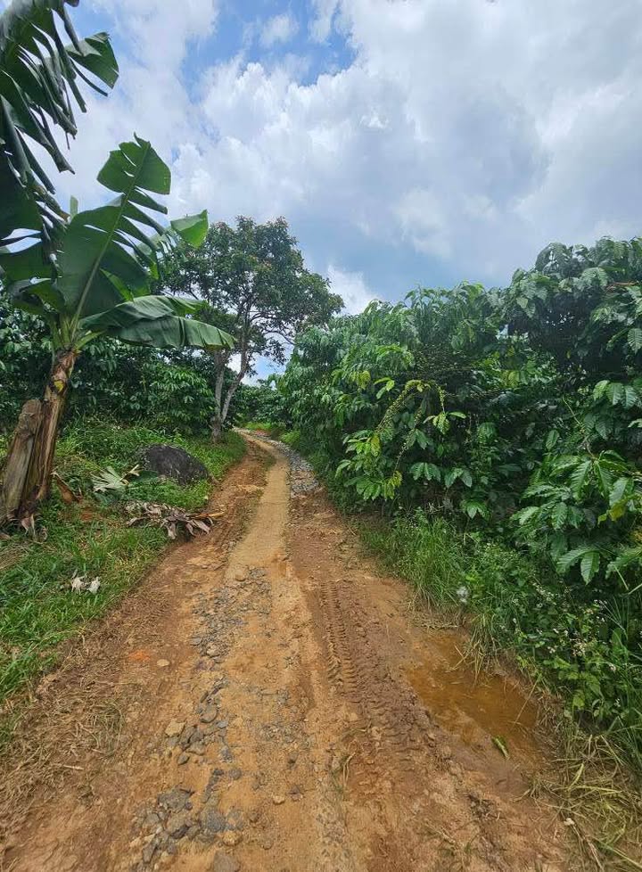Farm đất cà phê Bảo Lộc 10.000m² giá 1.44 tỷ - Đất bằng triền, xe tải vào tận nơi!