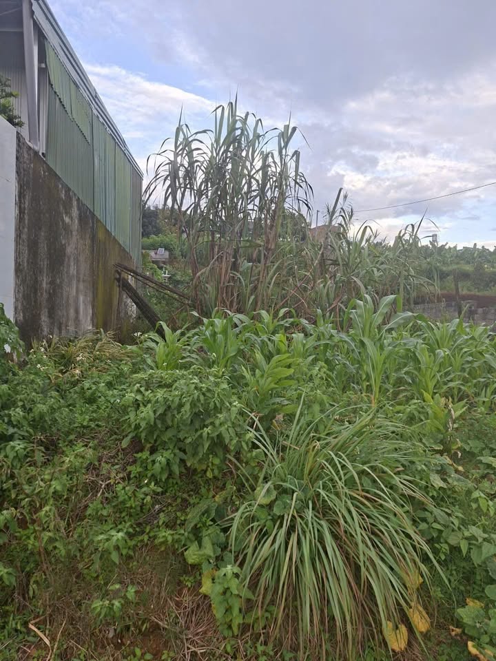 Đất mặt tiền Phó Đức Chính, Đam Bri, Bảo Lộc 130m² giá 1.29 tỷ - Cơ hội đầu tư tuyệt vời!