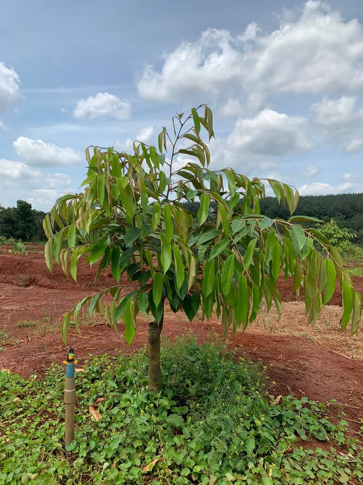 Farm 2ha Đức Liễu, Bình Phước - Mặt tiền 130m, Giá chỉ 3.7 tỷ!