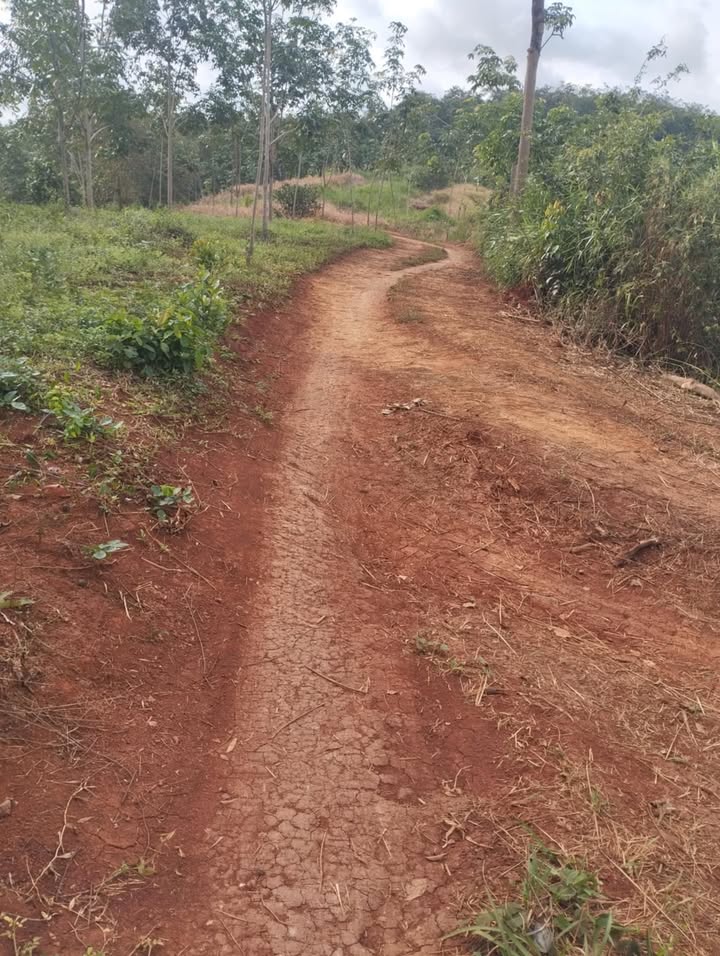 Đất Farm 3,1ha tại Bù Đăng, Bình Phước - Sổ đỏ chính chủ, giá 3,1 tỷ!