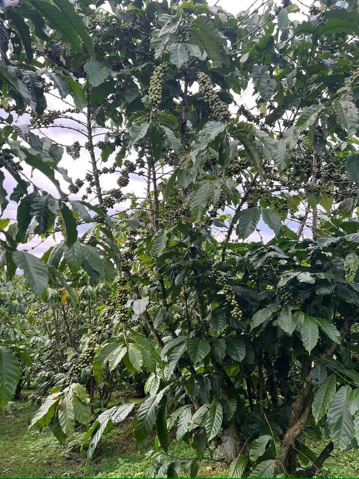 Đất Farm thôn 9 Lộc Ngãi 18000m² giá 2.5 tỷ - Cơ hội đầu tư tuyệt vời!