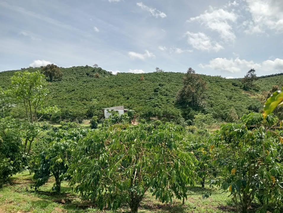 Farm 1,3ha Lộc Châu giá 4,5 tỷ - Đầy đủ tiện ích, sẵn sàng thu hoạch!