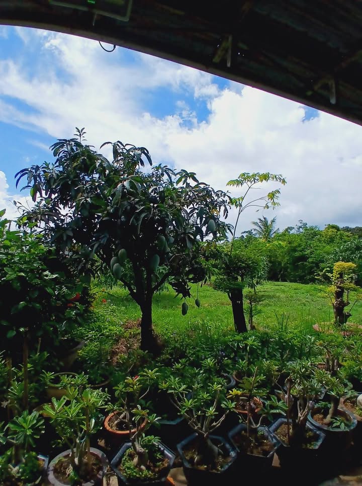 Nhà vườn Phong Nẫm Phan Thiết 2640m² giá thỏa thuận - Đầu tư sinh lời hấp dẫn!