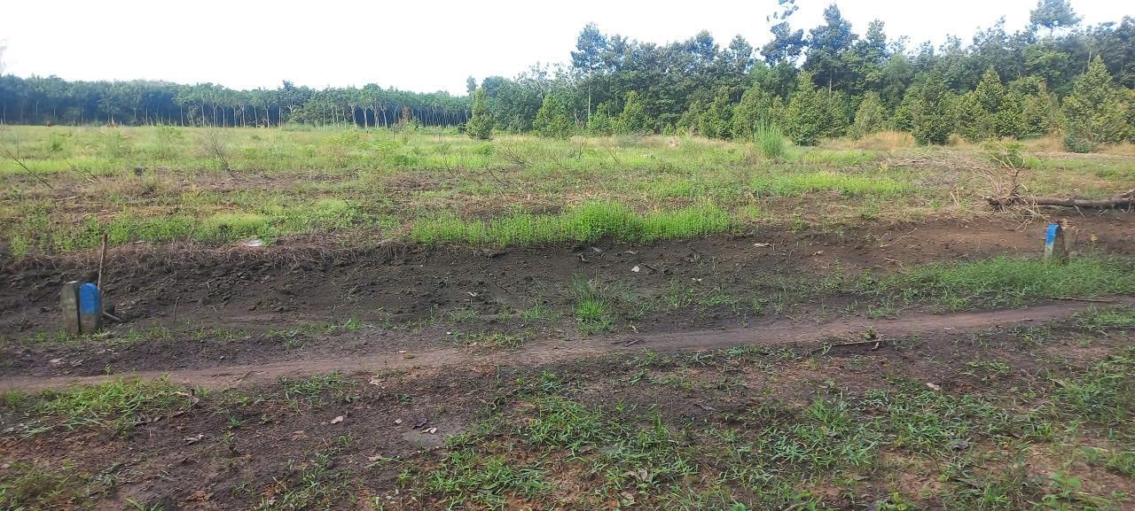 Đất nông nghiệp Giồng Cà, Bình Minh, Tây Ninh 500m² - Thích hợp trồng sầu riêng!