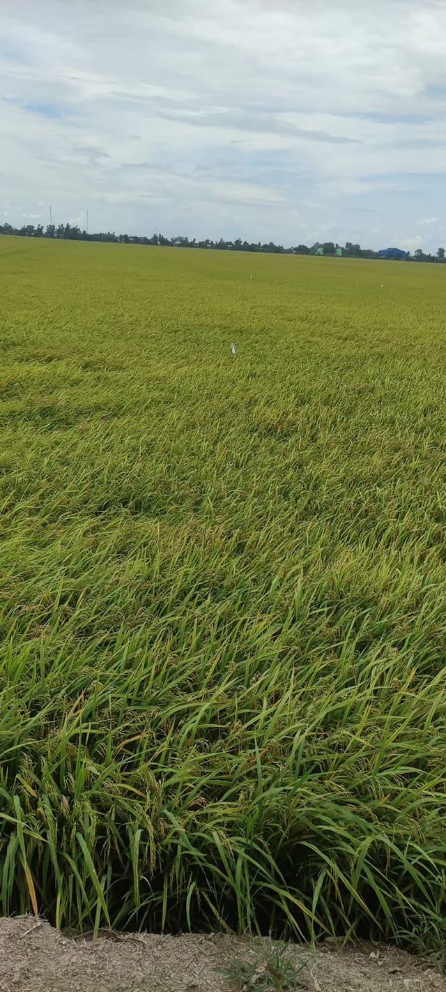 Đất lúa 44.000m² tại Vĩnh Khánh, Thoại Sơn - Cơ hội đầu tư hấp dẫn!