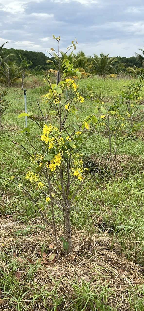 Đất nền 1586m² xã Hàm Hiệp giá chỉ 420 triệu - Sổ đỏ chính chủ