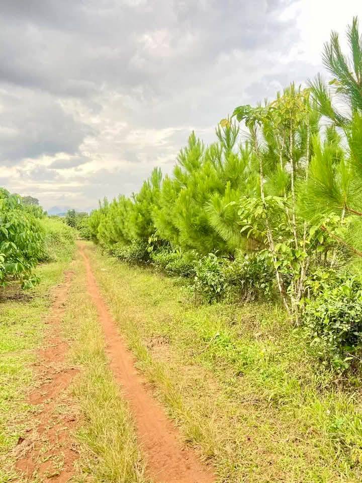 Đất nền 1 sào Hẻm Âu Cơ Bảo Lộc 1053m² giá 920 triệu - Cơ hội đầu tư hấp dẫn!