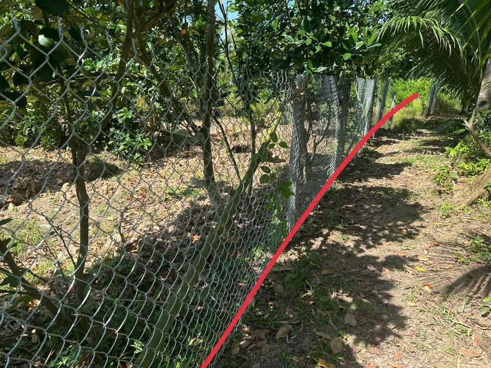 Đất nền Hòa Nghĩa Chợ Lách 508m² giá 285 triệu - Đường ô tô thuận tiện!