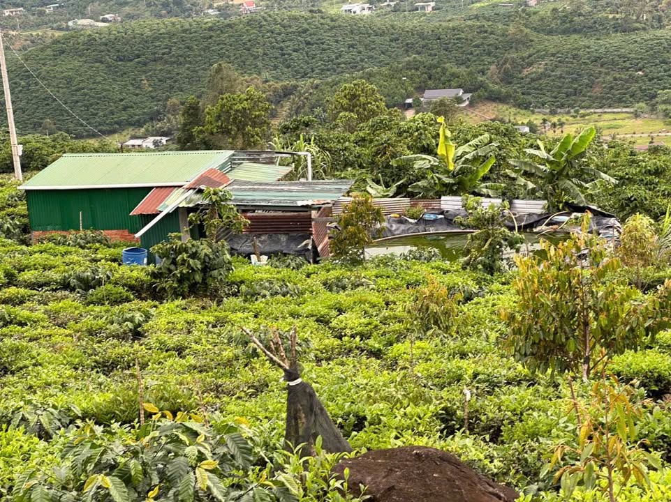 Đất thổ cư thôn 11, xã Đại Lào 1ha giá 3.2 tỷ - Cơ hội đầu tư hấp dẫn!