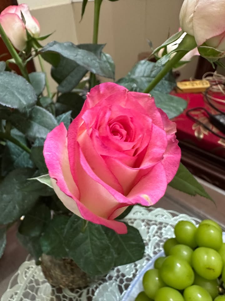 Đất nền Tân Bình, Tam Điệp 195.3m² - Đầu tư sinh lời ngay!