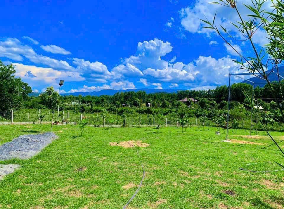 Đất trồng cây lâu năm tại xã Hòa Phú, Đà Nẵng 95.000m² giá 27 tỷ - Đầu tư lâu dài sinh lời!