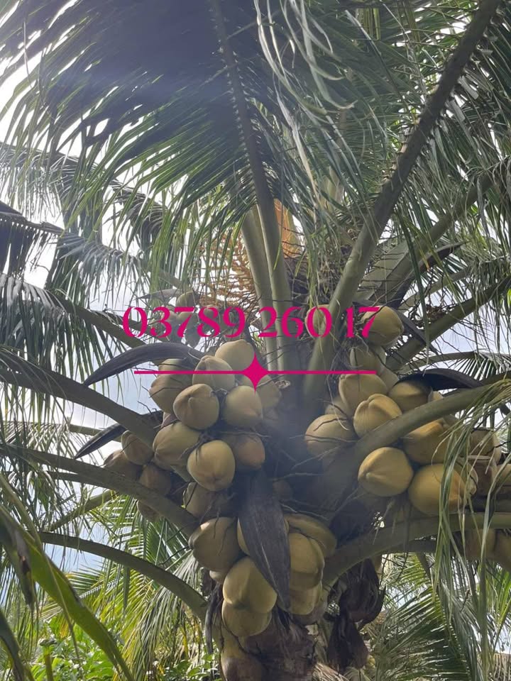 Đất nền Mỹ Hưng, Thạnh Phú 3700m² giá chỉ 750 triệu - Cơ hội đầu tư hấp dẫn!