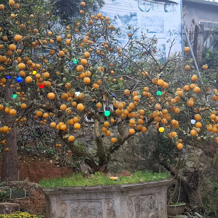 Cho thuê mặt sàn tại Chung cư Green Stars - Địa điểm lý tưởng Phạm Văn Đồng