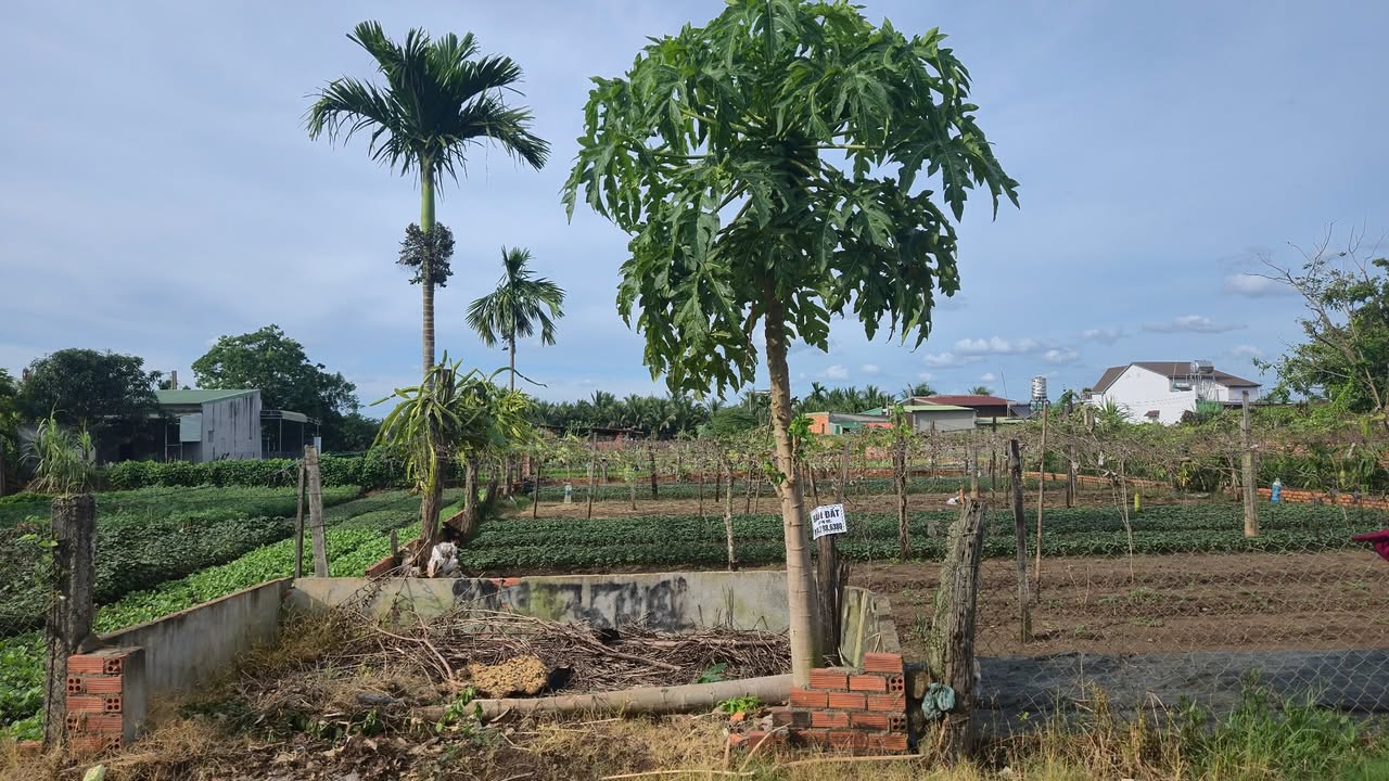 Đất nền Phan Văn Đạt, Khánh Xuân, 350m² giá 1.279 tỷ - Cơ hội đầu tư hấp dẫn!