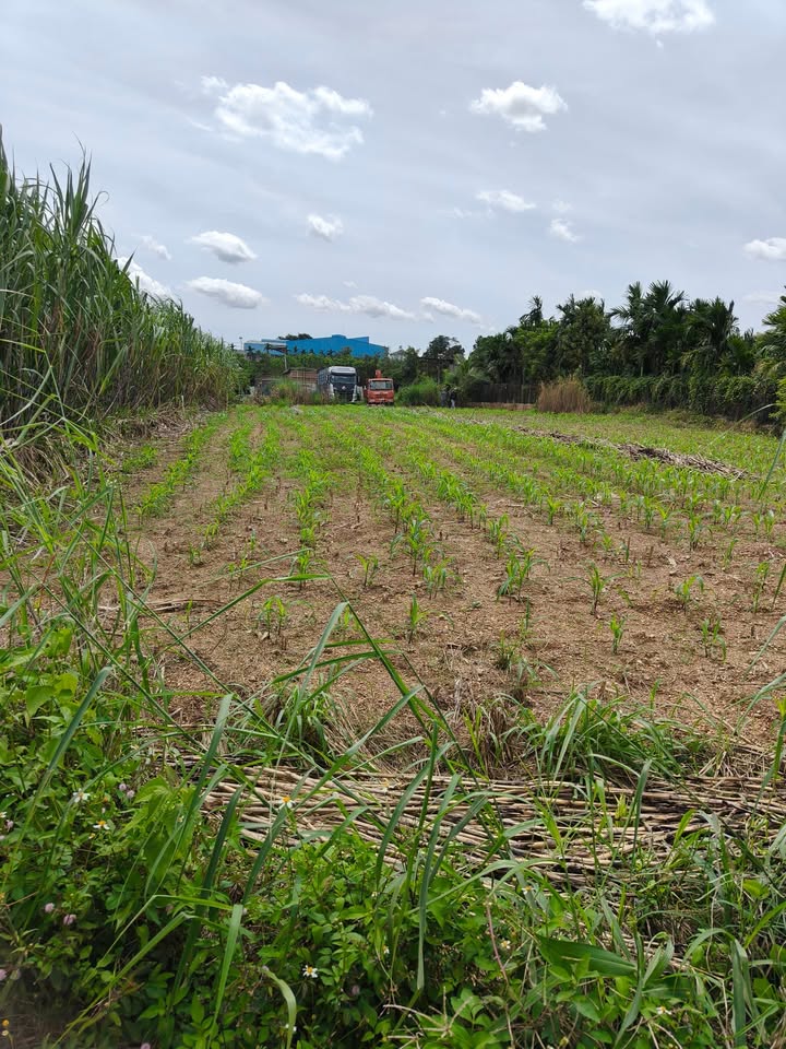 Đất thổ cư 400m² tại Khu phố 15, Tâm Thắng - Giá 800 triệu, Sổ hồng chính chủ!