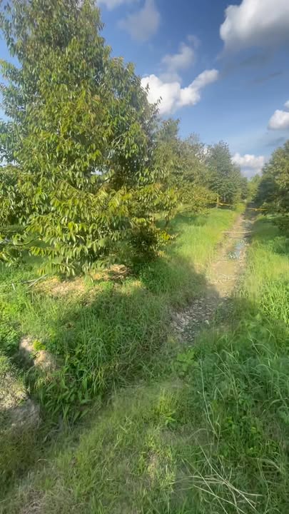 Đất Farm 10 công sầu riêng Mỹ Trung, Cái Bè, Tiền Giang giá 490 triệu - Đầu tư sinh lời ngay!