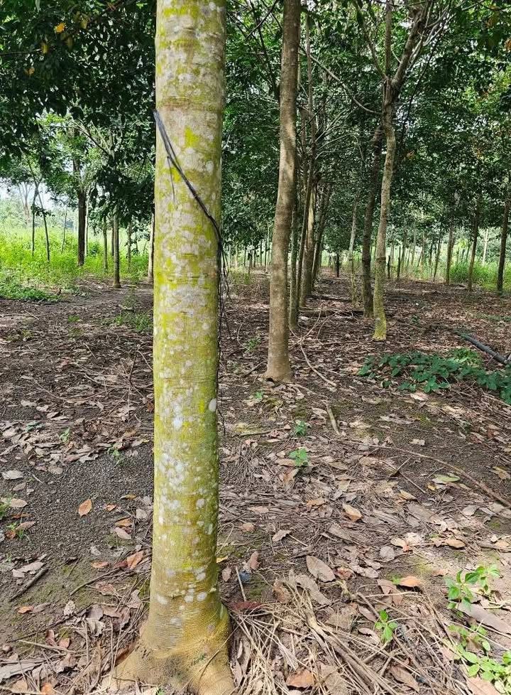 Đất nông nghiệp 1ha tại xã Thanh Hòa, huyện Bù Đốp - Giá chỉ 1.65 tỷ!