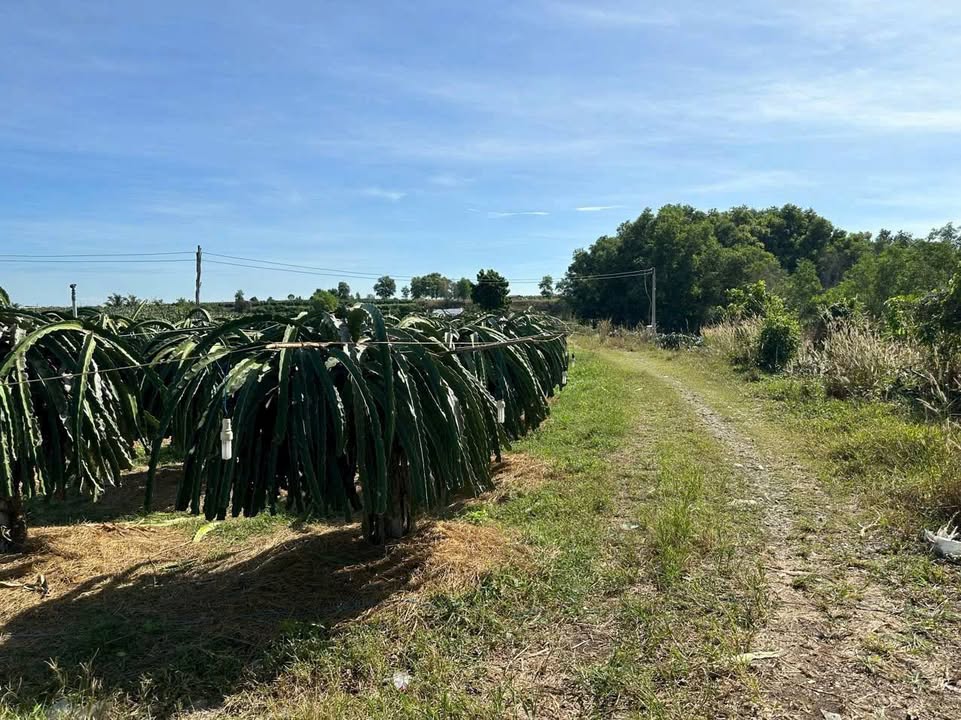 Đất cây trồng lâu năm Phú Sơn, Hàm Mỹ 1705m² giá chỉ 500 triệu - Cơ hội đầu tư hấp dẫn!