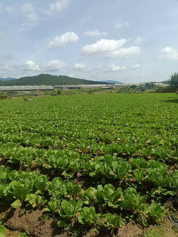 Đất nền 3 sào tại Quảng Lập, Đơn Dương chỉ 2,6 tỷ - Đầu tư sinh lời ngay!