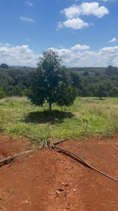 Lô đất sầu riêng 1,5 ha tại Bù Đăng giá 2.2 tỷ - Đầu tư sinh lời ngay!