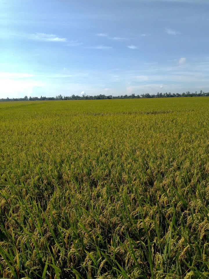 Đất ruộng Tân Thành B 86.000m² giá chỉ 150 triệu/công - Đầu tư sinh lời ngay!