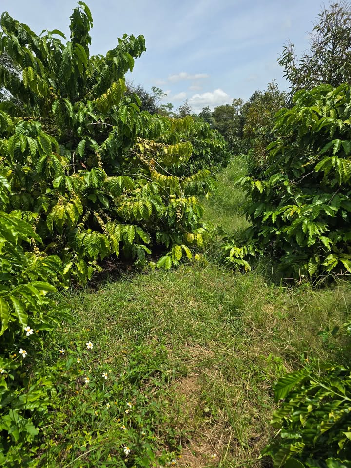 Đất nền 340m² tại Krông Pắc - Giá chỉ 480 triệu - Cơ hội đầu tư tuyệt vời!