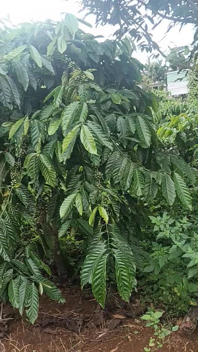 Đất nền Đắk Lao 363m² giá thỏa thuận - Ô tô vào tận nơi!