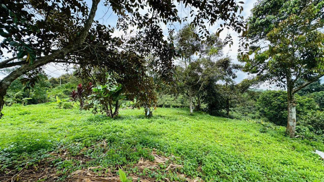 Đất vườn B’lao Sere - Phường 3 Bảo Lộc 3644m² giá 5.5 tỷ - View đẹp, giá tốt!