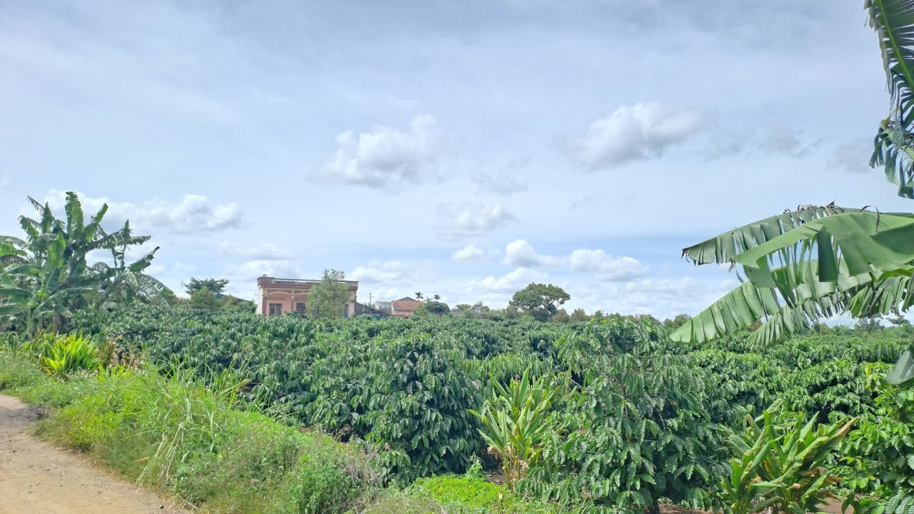 Farm 8,9 sào Cư Huê, Ea Kar, Đắk Lắk - Lô góc hai mặt tiền, đầy tiềm năng!