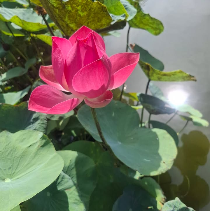 Đất cây lâu năm 1000m² xã Tân An, Vĩnh Cửu - Giá chỉ 650 triệu