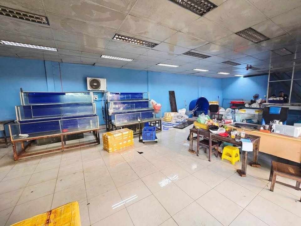 Cho thuê lô góc 2 mặt tiền Thành Thái, Cẩm Lệ 160m² - Phù hợp cho văn phòng và showroom