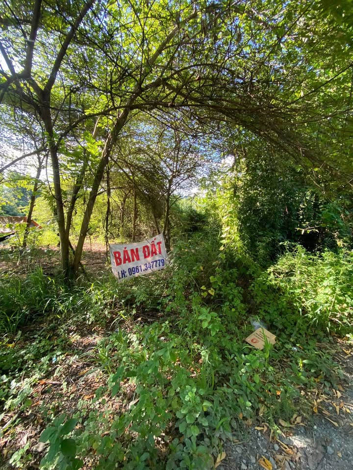 Lô Đất 1164.8m² Tỉnh Lộ 943, Thoại Sơn - Tiềm Năng Phát Triển Lớn!