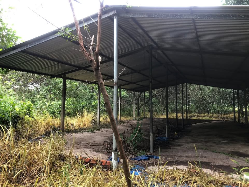 Farm 4 sào Thanh Lương, Bình Long giá chỉ 8xx triệu - Đất đã có nhà và thu hoạch!