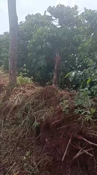 Farm 2,4ha tại xã Ea Sin, Krông Búk giá chỉ 3,6 tỷ - Đất trồng cà phê màu mỡ!