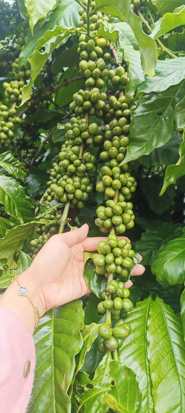 Vườn Farm 7000m² tại Lộc Thắng - Gần trung tâm Bảo Lâm, giá thỏa thuận