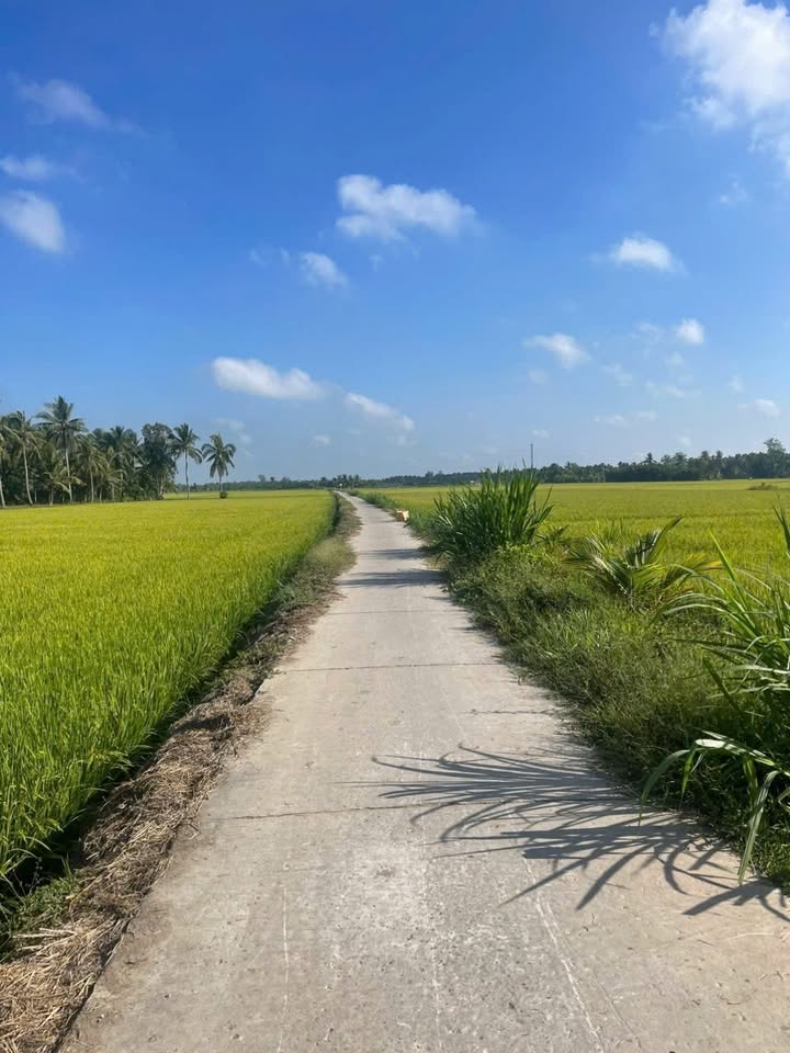 Đất mặt tiền kênh tại ấp Xoài Xiêm, huyện Trà Cú, 5000m² chỉ 750 triệu - Đầu tư sinh lời!