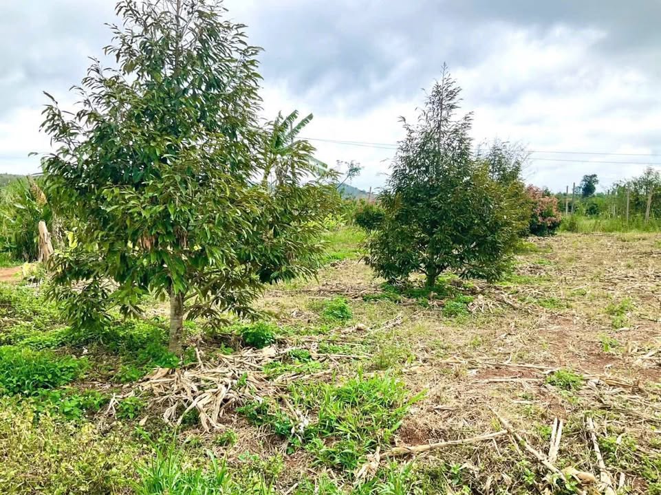 Đất nông nghiệp 3 sào Ea Dắh giá 839 triệu - Đầy đủ sổ đỏ, trồng sầu riêng và vải
