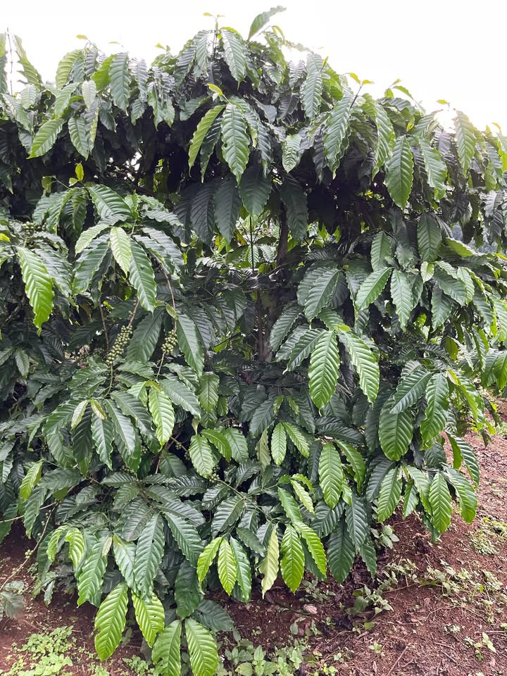 Đất nông nghiệp 2,3ha tại Hra, Mang Yang - Đang kinh doanh cafe ổn định!