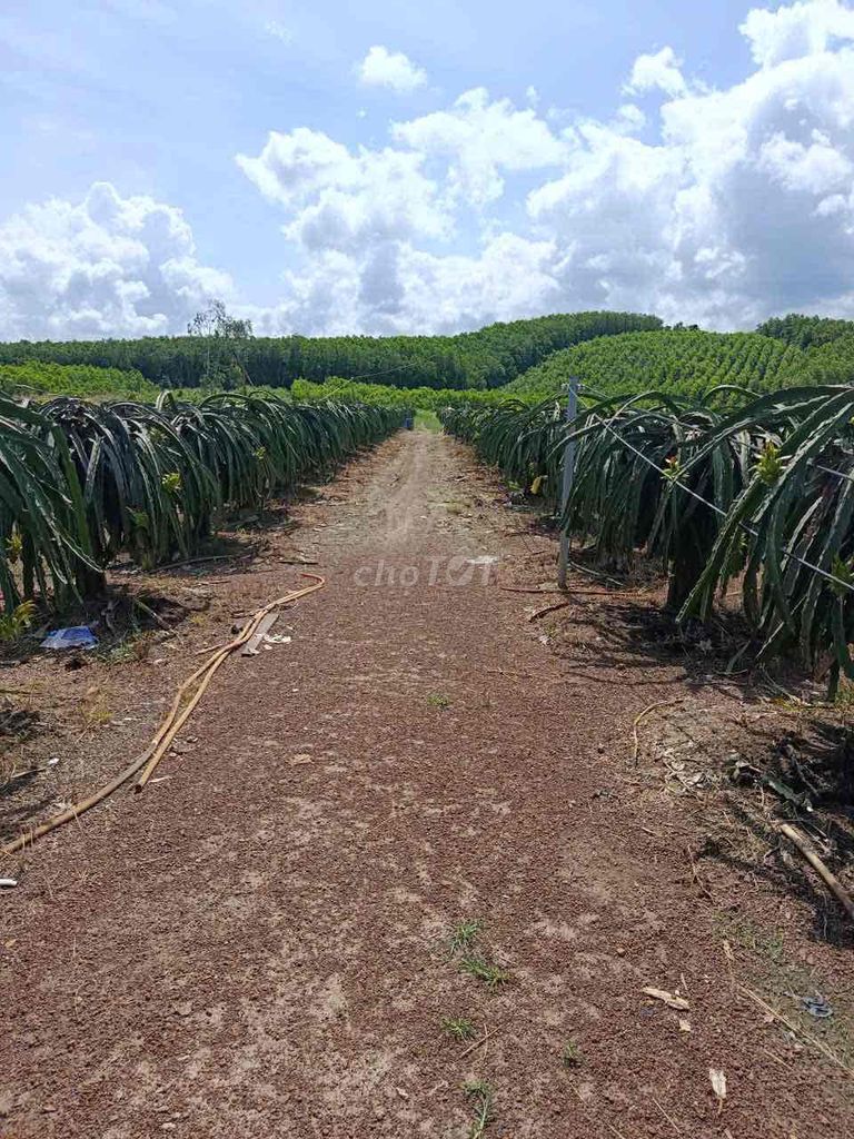 Đất trồng cây công nghiệp tại Xuân Lộc, Đồng Nai 10747,3m² giá 5.6 tỷ - Pháp lý rõ ràng, sang tên ngay!