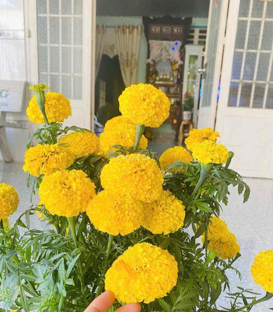 Nhà nguyên căn Hiệp Tân 90m² giá 3 triệu - Nội thất đầy đủ, chính chủ!