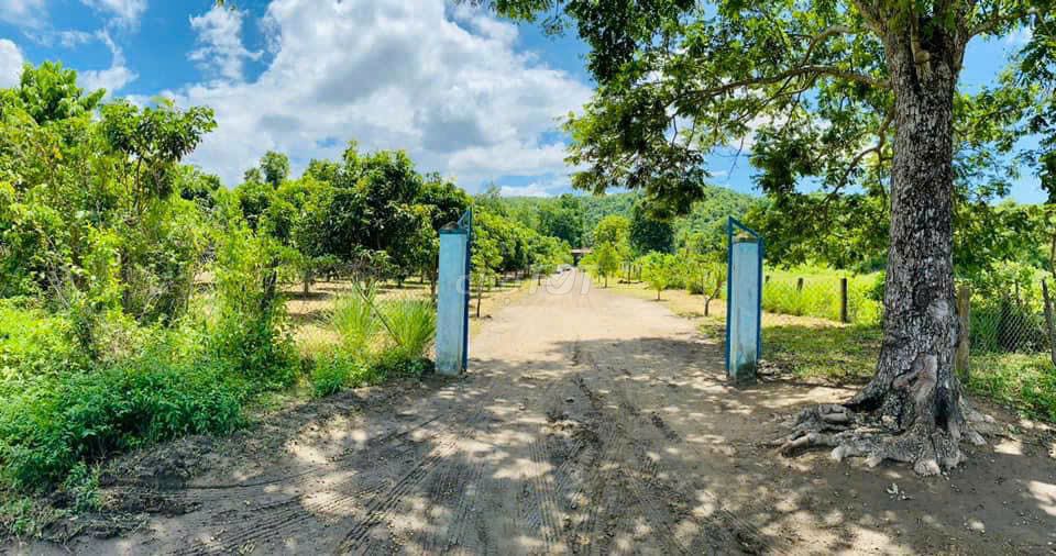 Đất cho thuê tại Ma Lâm, Hàm Thuận Bắc 15.000m² giá 4 triệu - Thu hoạch trái cây tự do!
