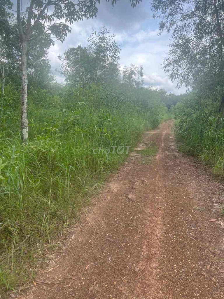 Đất cây lâu năm 28600m² xã Long Tân, huyện Dầu Tiếng chỉ 28 tỷ - Sổ hồng chính chủ!