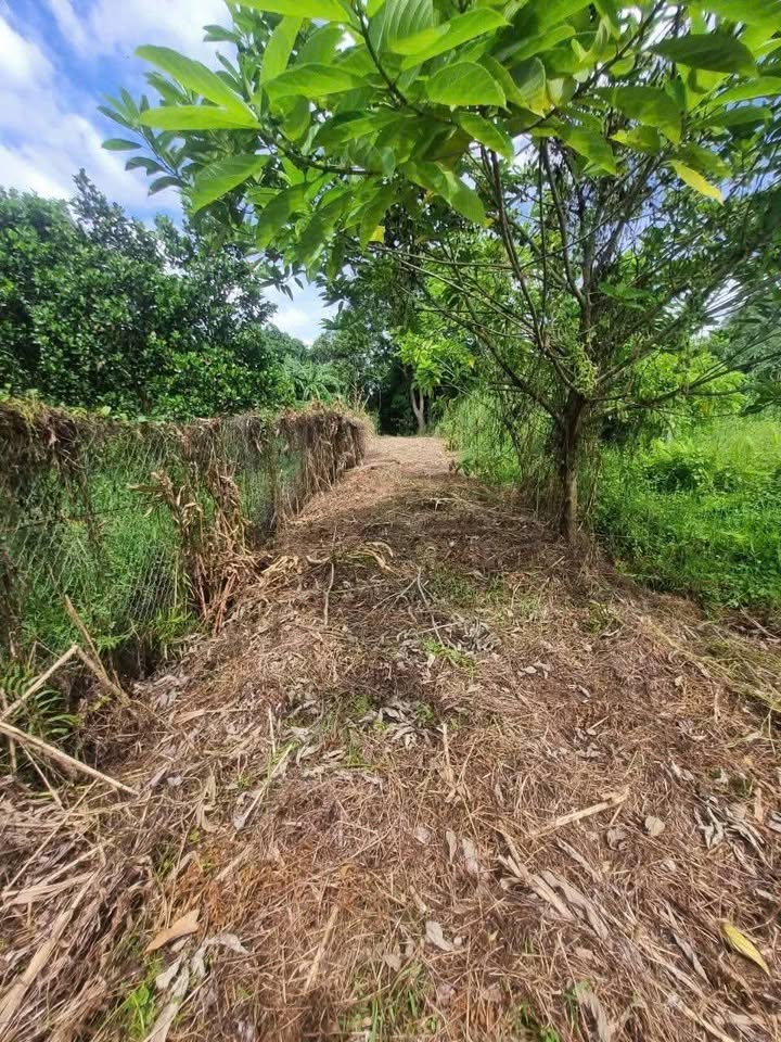 Đất nền Long Tuyền, Bình Thủy 179.8m² giá chỉ 450 triệu - Cơ hội đầu tư hấp dẫn!