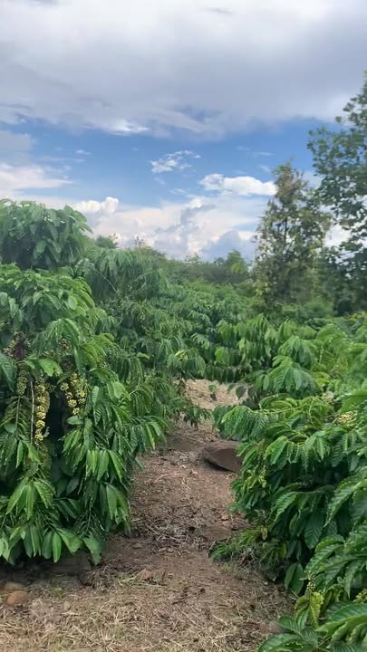 Farm Ea M'Droh Cư M'gar 24000m² - Đất đẹp, sổ đỏ chính chủ!