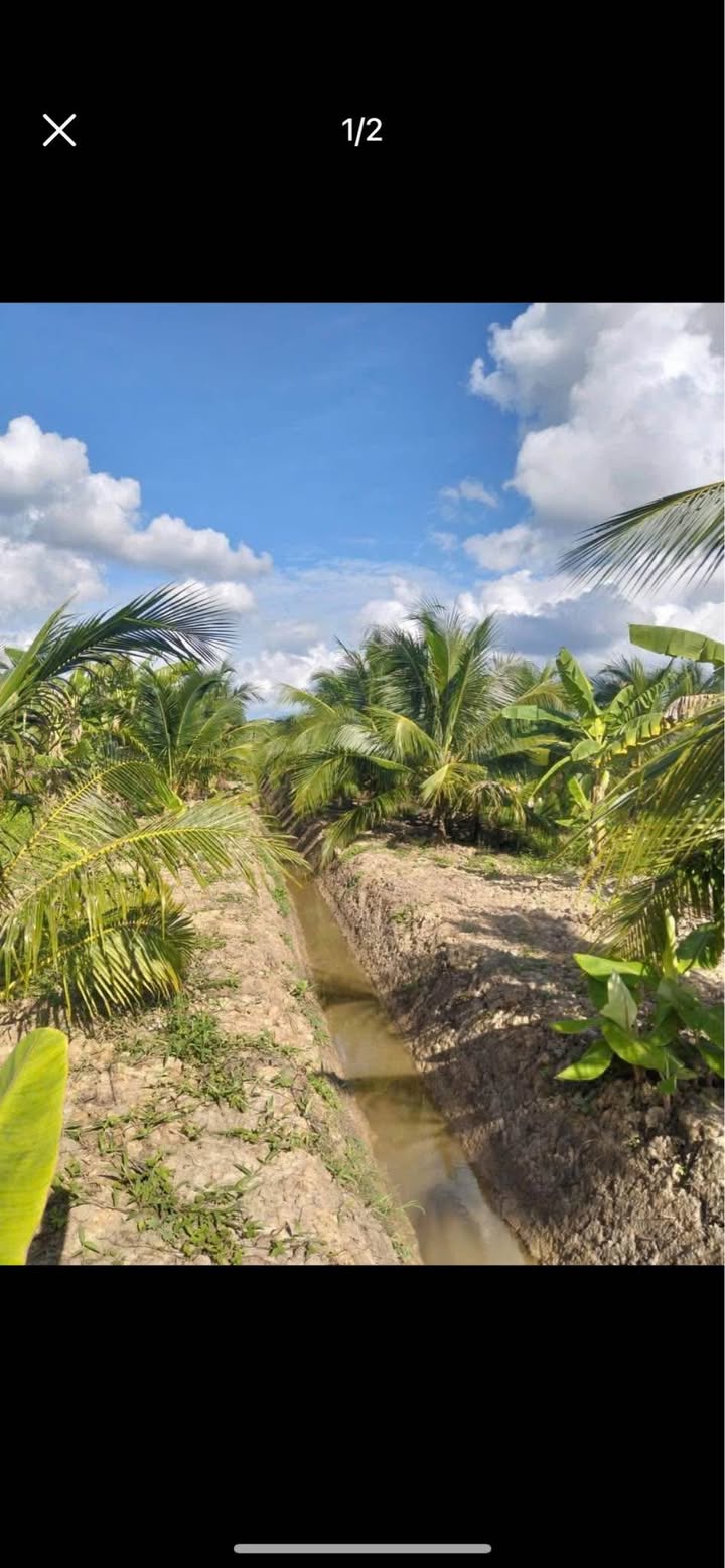 Đất vườn Dừa Phong Nẫm Giồng Trôm 50000m² giá 3 tỷ - Đầu tư sinh lời lý tưởng!