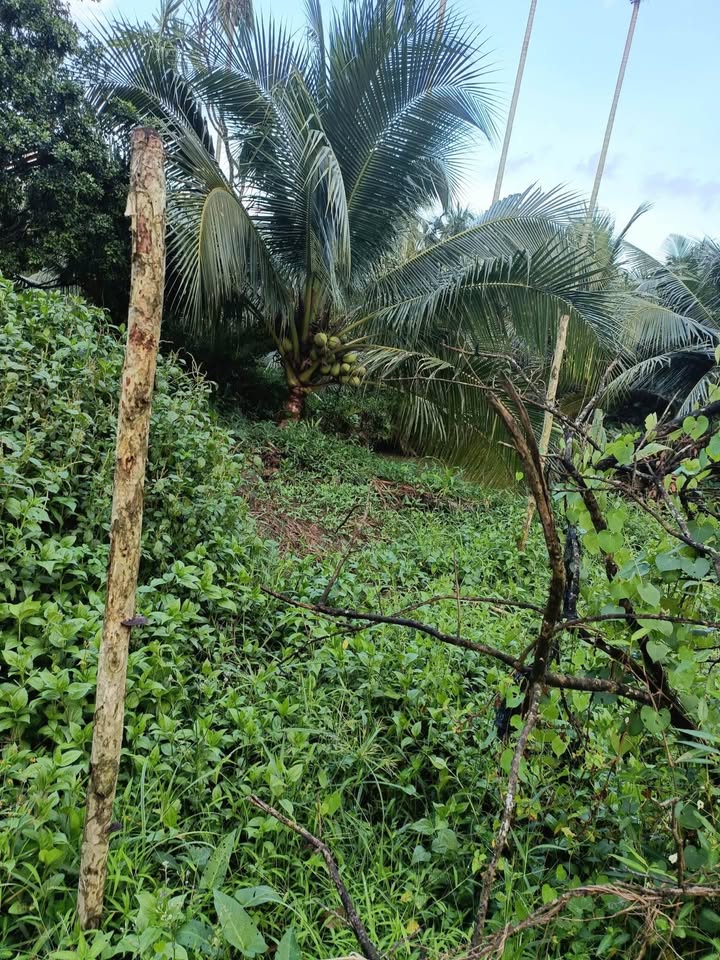 Đất thổ cư 5 công mặt tiền tỉnh lộ 883, Châu Hòa, Giồng Trôm - Giá chỉ 8 tỷ!