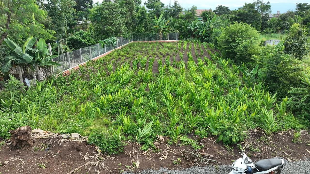 Đất thổ cư thôn 8 Ea Ning 576m² giá 500 triệu - Sổ hồng chính chủ!